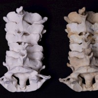 Бесплатный 3D-портал для медицинской подготовки