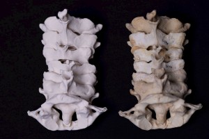 Безкоштовний 3D-портал для медичної підготовки