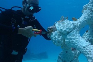 За допомогою 3D-друку відновлять зникаючі коралові рифи